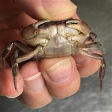 脱走名人⁉️