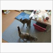 〔隔週〕先週、今週の朝食(1 ...