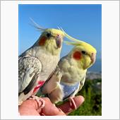 オカメインコとお散歩