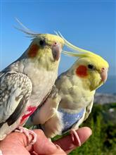 オカメインコとお散歩