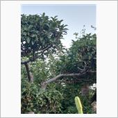 体温531