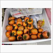 10年ぶり？　柿の実収穫。