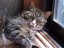 オラの定番はこれにしよう。