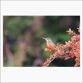 カワセミ撮影とコスモス畑