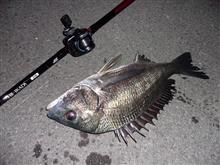 今年最後の黒鯛釣り 今年最後の黒鯛釣り