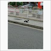 今朝のにゃんこ 21.10. ...