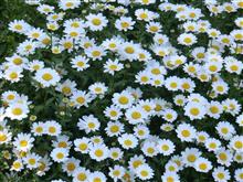 懐かしの「花の首飾り」歌ってみました