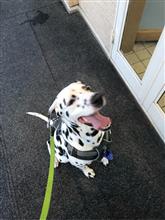 駄犬エンジェル