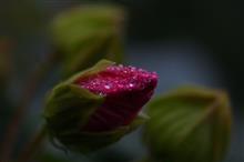 雨