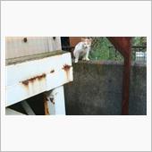 &#39;21　野良猫日記　其の百七 ...