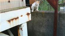 &#39;21　野良猫日記　其の百七十六