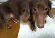 ログのはら痛
