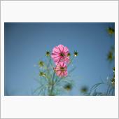 砥峰高原～竹田城～秋桜