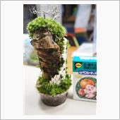 ◎苔メンテ　カビ駆除編