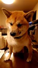 マー君です🐾本日2歳になりました🎊