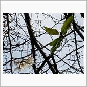 コロナ禍と暖秋が招いた桜花の ...