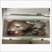 打たせ真鯛釣り　初大鯛　21 ...
