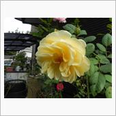 薔薇が咲いた2021⑦