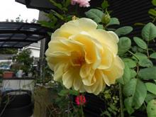 薔薇が咲いた2021⑦
