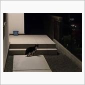 野良猫に嫌がらせをされるのは ...