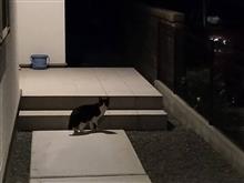 野良猫に嫌がらせをされるのはエサをやらないせいなのかもしれない