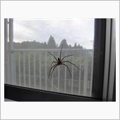☆　どでかい　スパイダー