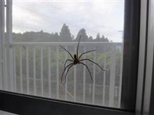 ☆　どでかい　スパイダー