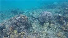 シュノーケリングで海へ シュノーケリングで海へ