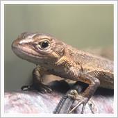 カナヘビ通信🦎
