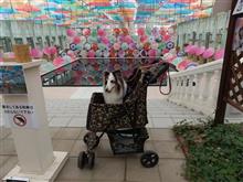 今年も雨