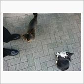 今朝のにゃんこ 21.10. ...