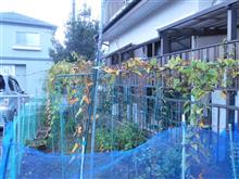 蔓落とし・・・・・