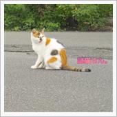 謎猫さん現る。