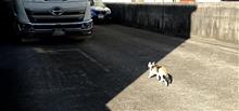 &#39;21　野良猫日記　其の百七十九　～プラモデル～