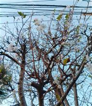 桜！さくら♪えぇ〰️サクラ？