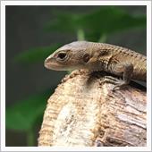 カナヘビ通信🦎