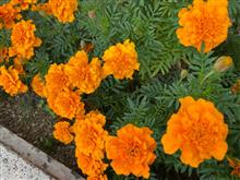 花壇の