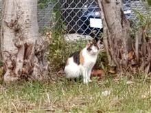 &#39;21　野良猫日記　其の百八十