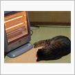 明朝は冷え込むそう