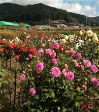 黒川ダリヤ園