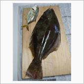 昨日の釣果「ヒラメ」「メッキ ...