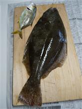 昨日の釣果「ヒラメ」「メッキ鯵」