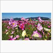 亀岡の夢コスモス園🌸