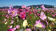 亀岡の夢コスモス園🌸