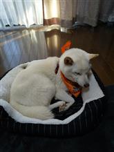 ハロウィンバージョンバンダナ(*^^*)