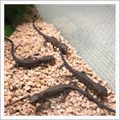 カナヘビ通信🦎+🐸+α