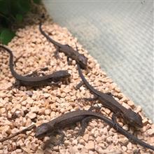カナヘビ通信🦎+🐸+α
