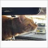 狩猟本能？😸