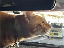 狩猟本能？😸