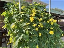 Kitchen garden in this summer.